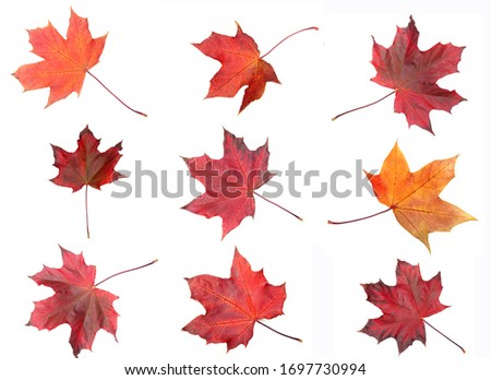 autumn maple red yellow leave isolated on white background  