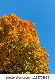 Autumn maple tree