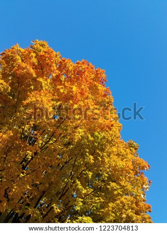 Autumn maple tree