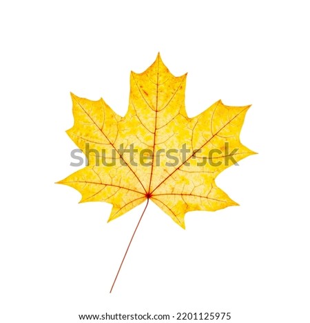 Autumn maple yellow leaf with natural texture isolated  on white background. Natural fallen autumn leaf as decorative element, cutout object. One Seasonal fall leaf 