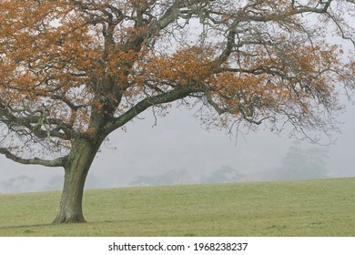 Autumn In Margam Country Park, Wales