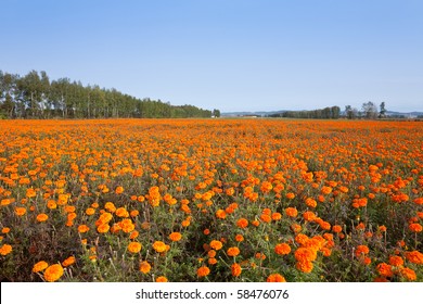 Autumn Marigold Field