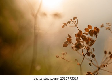 Autumn meadow, dry flowers at sunset, wallpaper. - Powered by Shutterstock