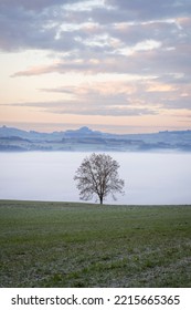 Autumn Mist, Trees Are Wet, Damp Fog Of Forest Montain Swiss Alps