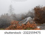 Autumn misty landscape. In the foreground is a rowan bush and rocks. Charred burnt bushes and trees in the fog. Low clouds and fog in the mountains. Consequences of a wildfire. Foggy weather.