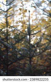 Autumn moderate forest, fir tree, beech tree, helios, bokeh, sunset time