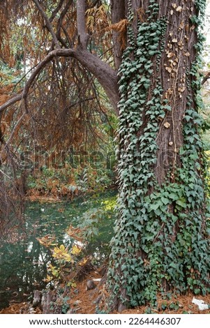 Similar – Foto Bild Herbstlicher Park Natur