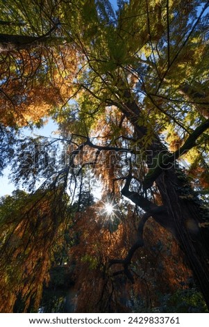 Similar – Oktober Umwelt Natur