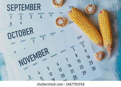 Autumn Months, Fall season concept. Harvest time. Three monthly calendars of September, October and November. Top view to calendars and raw corns.