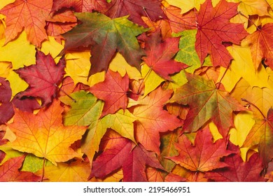 Autumn mood background. Fallen autumn dried leaves background. Colorful, variegated foliage. Flat lay, top view, copy space