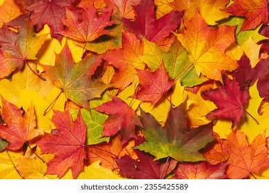 Autumn mood background. Fallen autumn dried leaves background. Colorful, variegated foliage. Flat lay, top view, copy space - Powered by Shutterstock