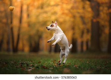 Autumn Mood. Jack Russell Terrier Dog With Leaves. Gold And Red Color, Walk In The Park, Jumping And Playing, Happy Dog