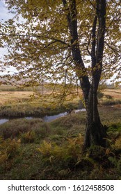 Autumn Morning In Canaan Valley State Park, WV