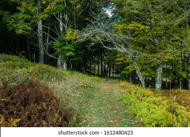 Autumn Morning In Canaan Valley State Park, WV