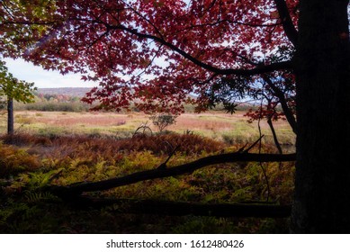 Autumn Morning In Canaan Valley State Park, WV