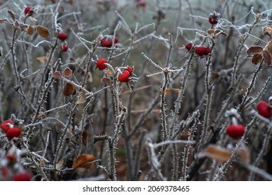 Autumn morning. The first frosts. The rosehip branches are shaggy from the frost that has clung to them. Red berries look beautiful and bright on their background.