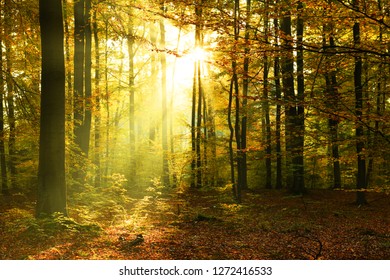 Autumn morning in the forest - Shutterstock ID 1272416533