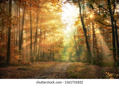 Autumn morning in the forest