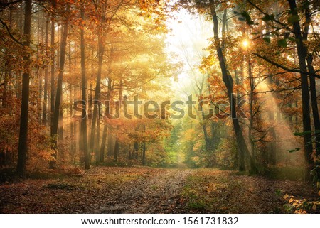 Autumn morning in the forest