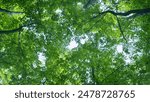 Autumn morning in forest. Panoramic landscape with sun rays light shining through trees. Wide shot.