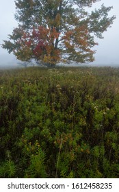 Autumn Morning Glow In Canaan Valley State Park, WV