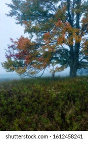 Autumn Morning Glow In Canaan Valley State Park, WV