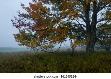 Autumn Morning Glow In Canaan Valley State Park, WV