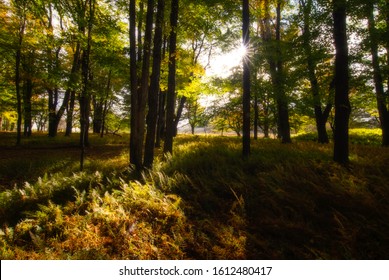 Autumn Morning Glow In Canaan Valley State Park, WV