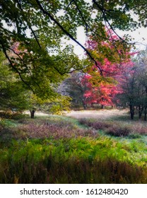 Autumn Morning Glow In Canaan Valley State Park, WV