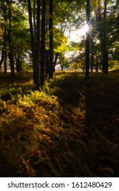 Autumn Morning Glow In Canaan Valley State Park, WV