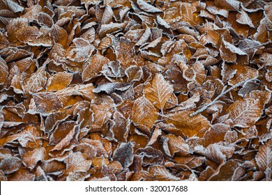 Autumn morning iced leaf texture background