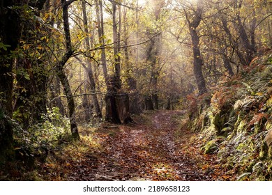 Autumn morning light in the forest, path across a chestnut trees (Castanea Sativa) grove in Serra do Courel, Lugo, Spain.  - Shutterstock ID 2189658123