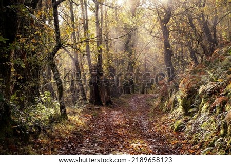 Autumn morning light in the forest, path across a chestnut trees (Castanea Sativa) grove in Serra do Courel, Lugo, Spain. 