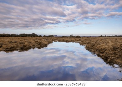 An autumn morning in the New Forest near Fritham. The pale sky and cloud reflecting in the totally still water of a small pond surrounded by heather in this autumnal scene - Powered by Shutterstock