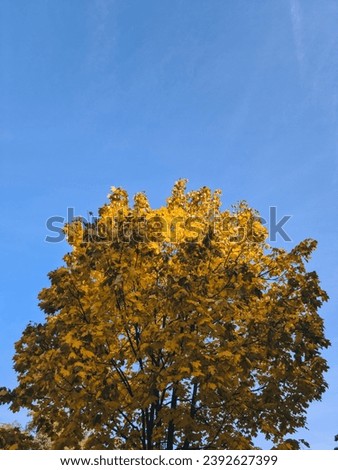 Similar – Golden Autumn Environment