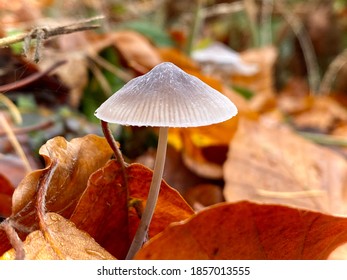Autumn motif. A mushroom grows in the deep forest on the ground between autumn leaves