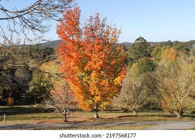 Autumn In Mount Lofty Botanic Garden,  Adelaide