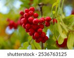 autumn mountain ash leaves with berries background