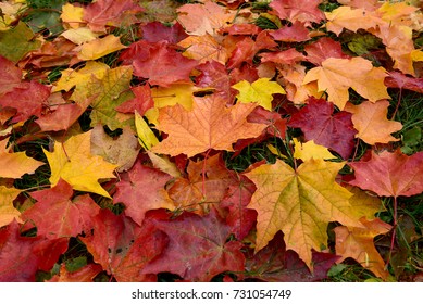 Autumn. Multicolored fallen leaves. - Shutterstock ID 731054749