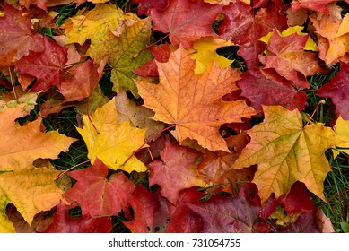  Autumn. Multicolored fallen leaves. - Shutterstock ID 731054755