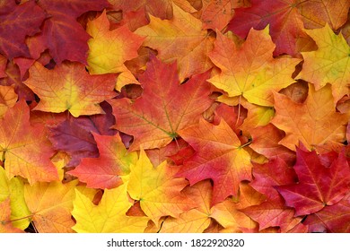 Autumn multicolored maple leaves background. - Shutterstock ID 1822920320