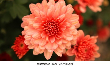 Autumn Mums flower close up shot. chrysanthemum close up - Powered by Shutterstock