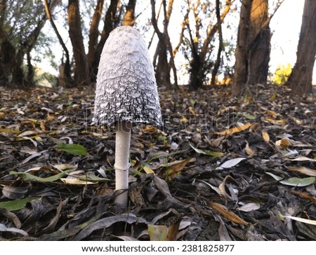 autumn mushroom among fallen dry leaves. beauty in nature. mushroom picking, poisonous and edible mushrooms. silent hunt