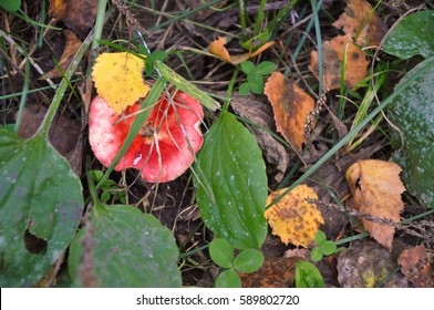 Autumn mushroom in the dry grass and leaves. Seasonal mushrooms in autumn forest. Mushrooms growing in natural conditions. Autumn in forest. - Shutterstock ID 589802720