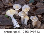 Autumn mushroom (Infundibulicybe geotropa) close up. Infundibulicybe geotropa (Clitocybe geotropa ) or trooping funnel in the deciduous forest. 