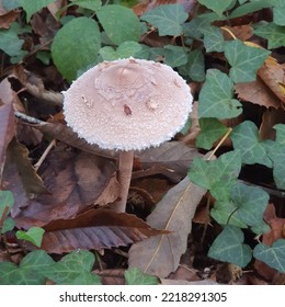 Autumn Mushrooms In The Dordogne Forest