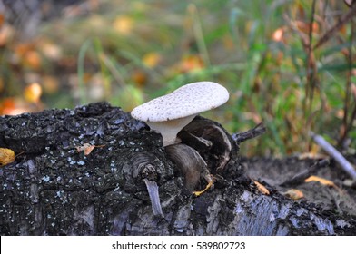Autumn mushrooms on a fallen trunk. Seasonal mushrooms in autumn forest. Mushrooms growing in natural conditions. Autumn in forest. - Shutterstock ID 589802723