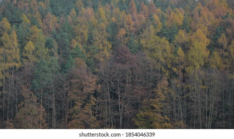 
Autumn Muted Color Palette Forest. Green Coniferous Trees, Yellow Larch Trees. Dark Autumn Forest. Dark Nature Color Shades.