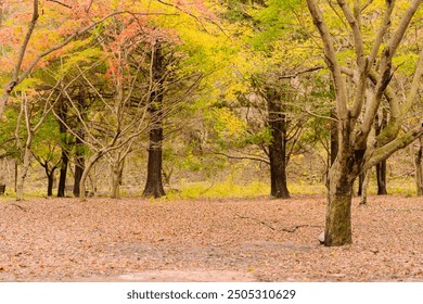  autumn in Naejangsan, Korea, where a traditional Asian architecture nestles amidst a tranquil, picturesque setting surrounded by vibrant autumn foliage. - Powered by Shutterstock