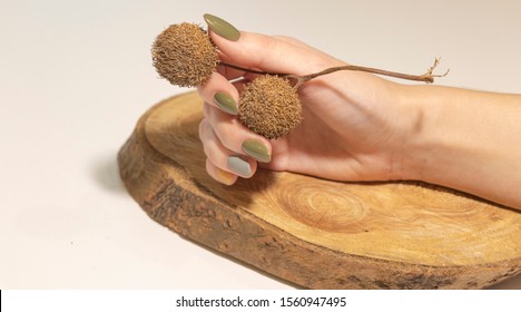 Autumn Nails With Plane Tree Seeds, Manicure With Wood. Choose Your Color. 